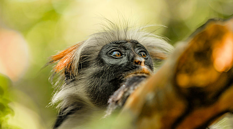 Colubus aapje in de bomen in Jozani woud op Zanzibar