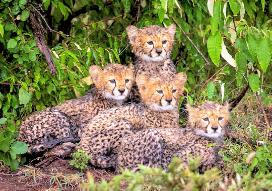 Cheeta welpjes in de Masai Mara bij huwelijksreis safari