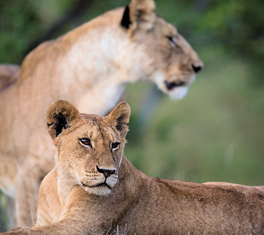 Leeuwinnen tijdens safari bij huwelijksreis in Kenia