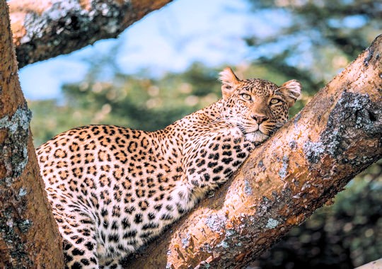 Luipaard in de Masai Mara tijdens luxe safari Kenia