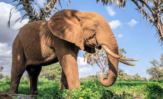 Olifant in het Samburu National Park in Kenia