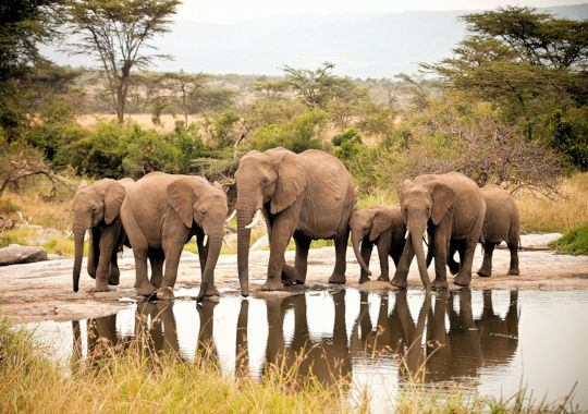 Olifanten bij drinkplaats in de Masai Mara