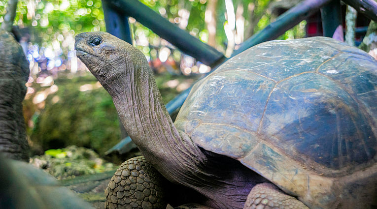 Reuzenschildpad op Prison Island bij Zanzibar