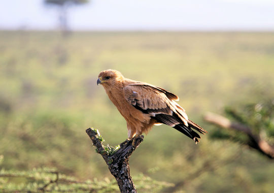 Roofvogel op tak bij Eagle View 1