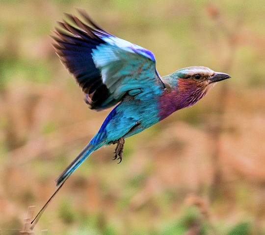Vogel in de Masai Mara in Kenia