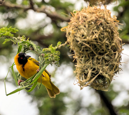 Vogeltje met nest in de Masai Mara in Kenia