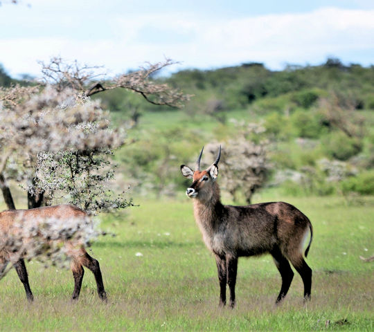 Waterbokken in Mara Naboisho Conservancy in Kenia