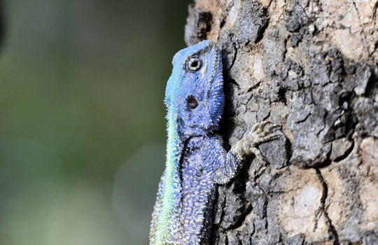 Agama hagedis in Zuid Afrika