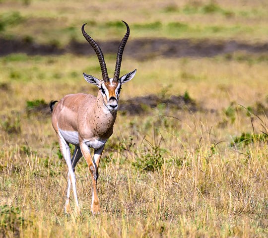 Gazelle in het Loisaba reservaat in Kenia safari reis