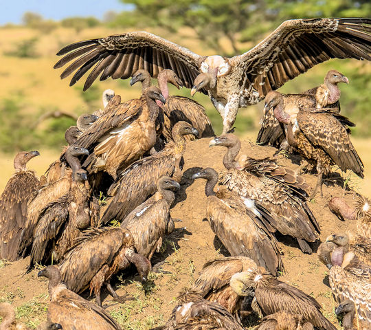 Gieren in de Masai Mara tijdens Kenia safari reis