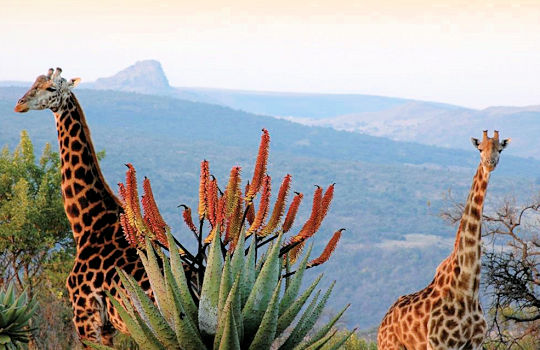 Giraffen bij Hluhluwe National Park in Zuid Afrika