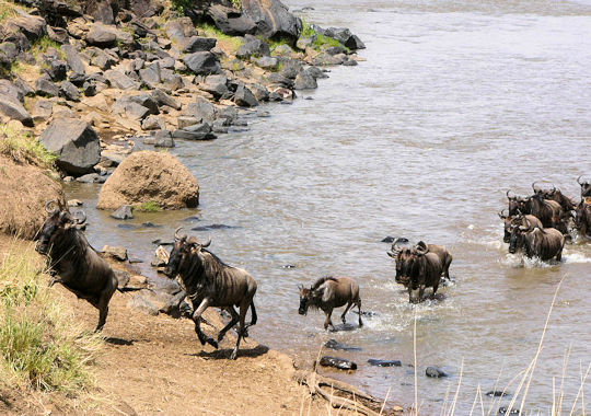 Grote trek in de Masai Mara tijdens safari reis in Kenia