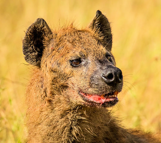 Hyena in de Masai Mara tijdens safari reis in Kenia