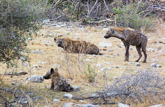 Hyenas in het Etosha National Park in Namibie tijdens rondreis