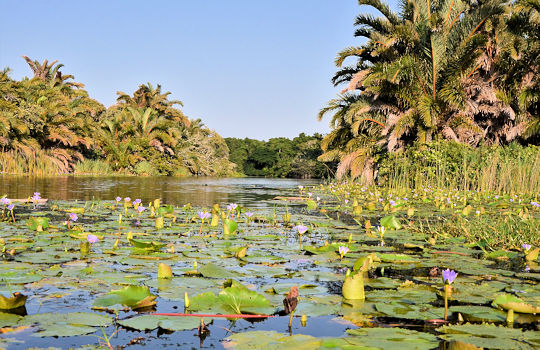 Kanotocht bij Kosi Bay Forest in Zuid Afrika