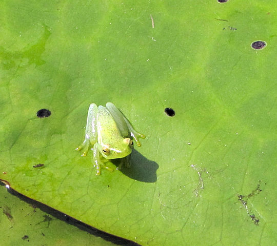 Kikkertje in de Okavango delta