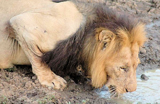 Leeuw tijdens huwelijksreis in Zuid Afrika