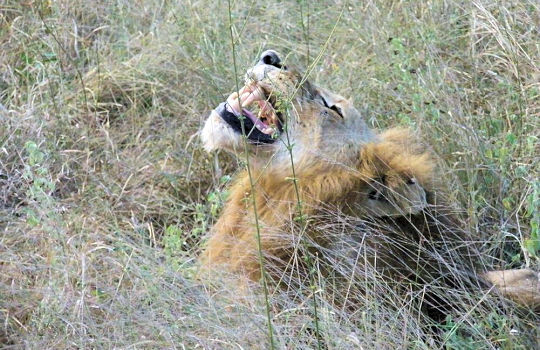 Leeuw tijdens safari in Zuid Afrika