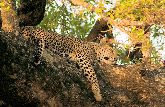 Luipaard in boom tijdens safari in Zuid Afrika