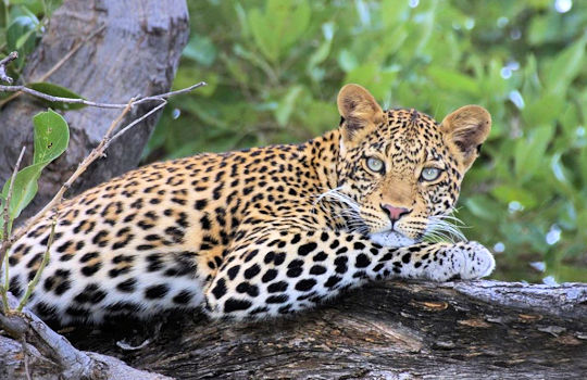 Luipaard tijdens safari reis in Botswana en Zuid Afrika