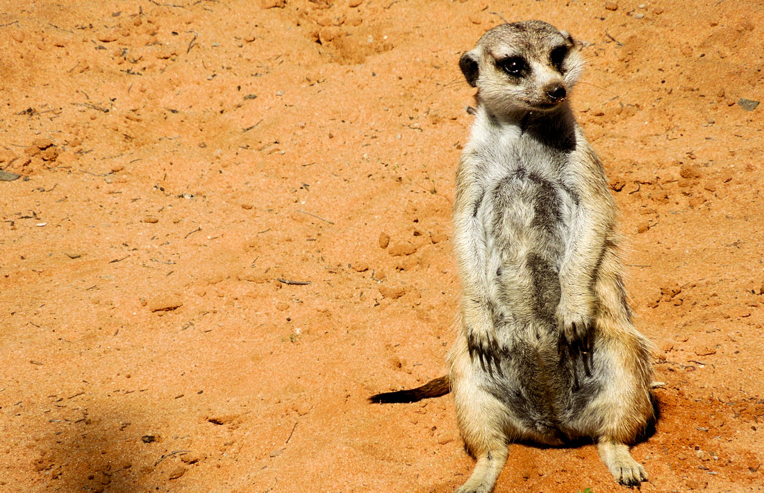 Meerkat in het Makgadikgadi Pans Nationale Park