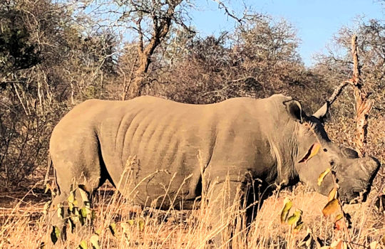 Neushoorn tijdens safari familiereis in Zuid Afrika