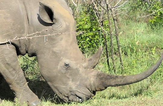 Neushoorn tijdens safari rondreis Zuid Afrika