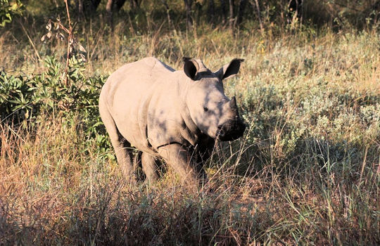 Neushoorn tijdens self drive safari reis in Zuid Afrika