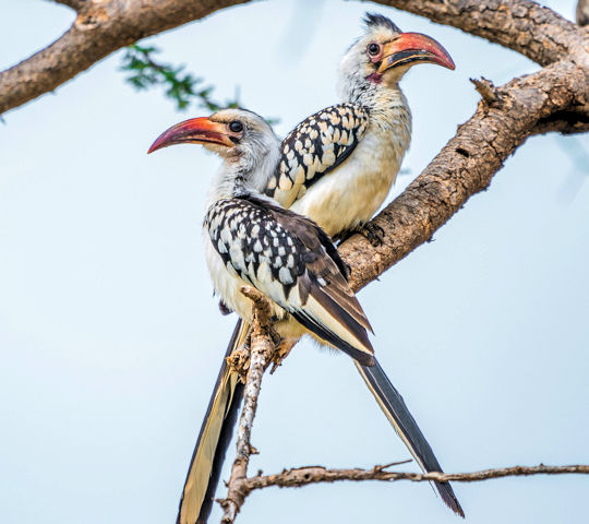 Neushoornvogels in het Ol Pejeta reservaat in Kenia fly in safari