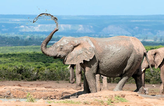 Olifant in het Addo National Park in Zuid Afrika