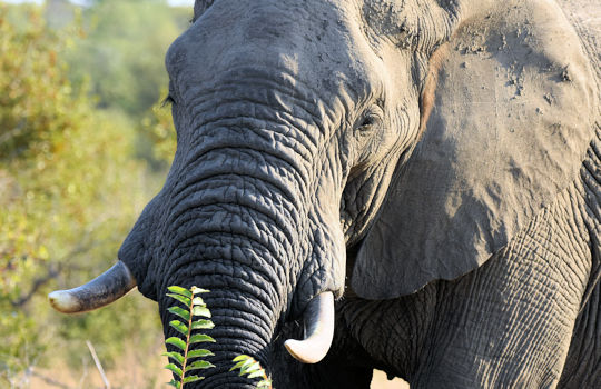 Olifant tijdens vakantie van Johannesburg naar Kaapstad