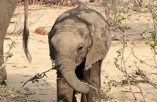 Olifantje tijdens safari in Kruger Park in Zuid Afrika