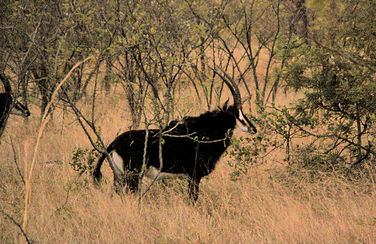 Sable antilope tijdens rondreis door Zuid Afrika