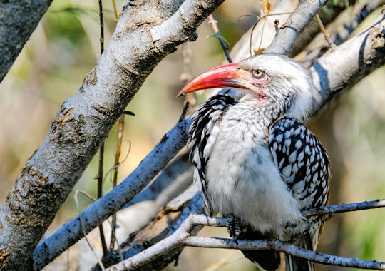 Uitbundig vogelleven in de Okavango Delta in botswana