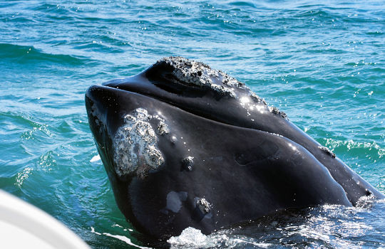 Walvis tijdens boottocht bij Hermanus in Zuid Afrika