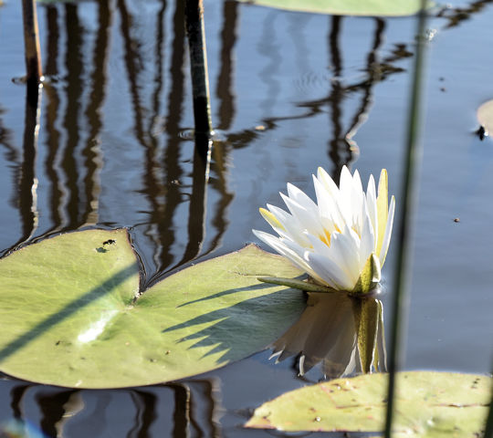Waterlelie in de Okavango delta - vakantie Botswana