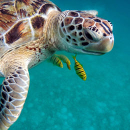 Waterschildpad voor de kust van Mozambique