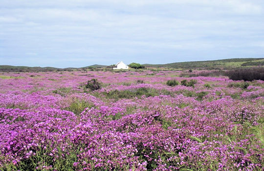 Westkust nationaal park in Zuid Afrika