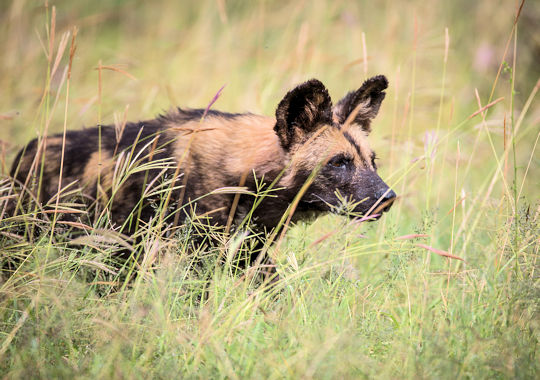 Wilde honden in Laikipia reservaat in Kenia