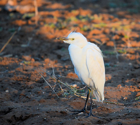 Witte reiger tijdens safari in Botswana