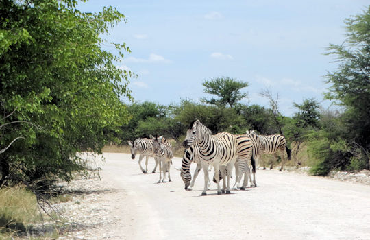 Zebras in het Etosha National Park in Namibie reis