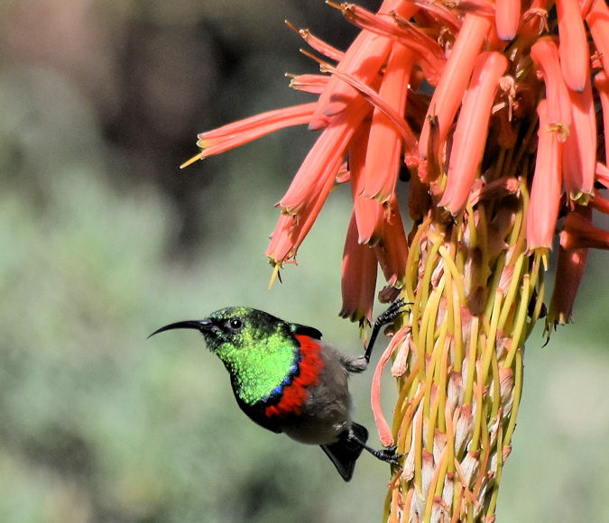 Honingzuiger op bloem in Zuid Afrika