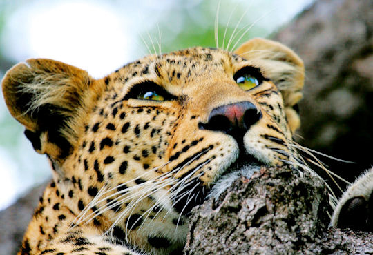 Luipaard bij Leopard Hills