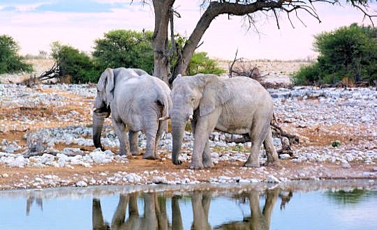 Olifanten bij drinkplaats in Etosha National Park tijdens reis door Namibie