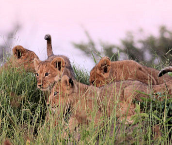 Welpjes bij Gomoti Plains Camp