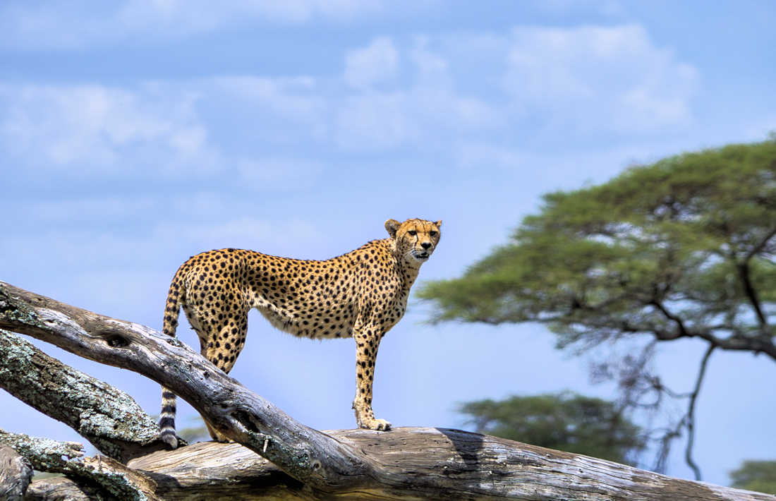 Cheeta op tak tijdens bezoek aan de Serengeti in Tanzania