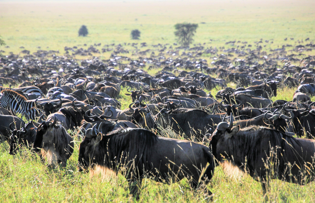 Enorme kuddes gnoes tijdens de grote Trek in de Serengeti in Tanzania