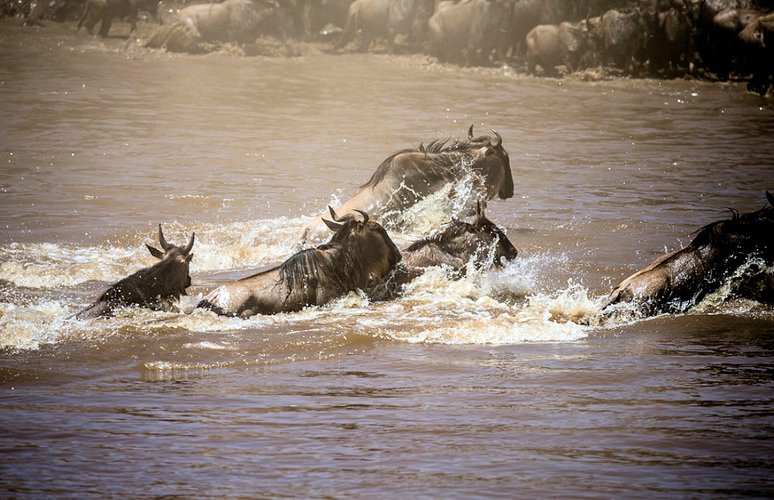 Gnoes in de Mara rivier in de Serengeti in Tanzania