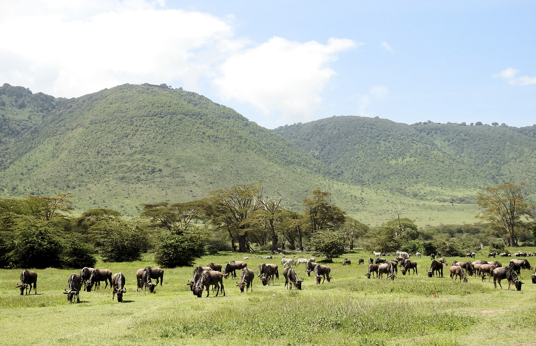 Grazende gnoes op de bodem van de Ngorongoro krater
