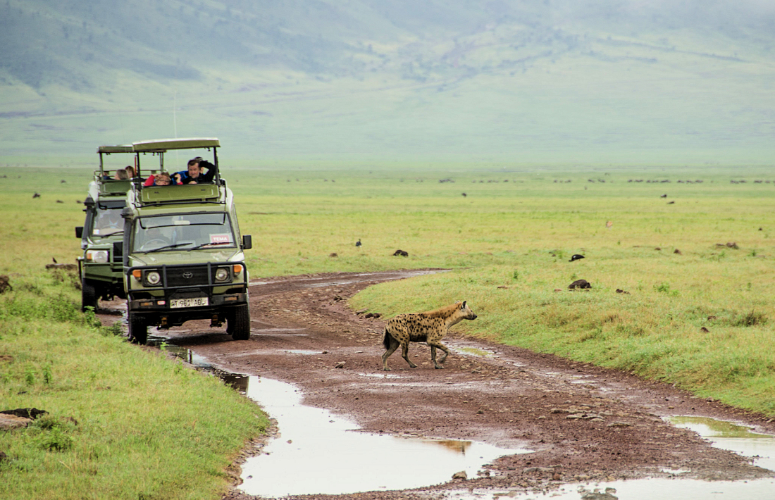 Hyena tijdens safari in de Ngorongoro krater